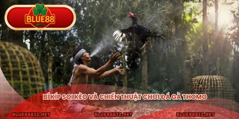 Bí kíp soi kèo và chiến thuật chơi đá gà thomo