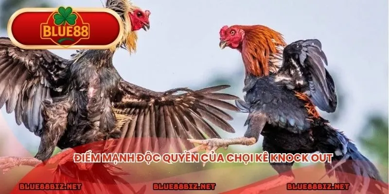 Điểm mạnh độc quyền của chọi kê knock out