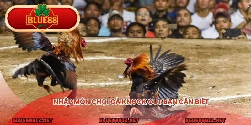 Nhập môn chọi gà knock out bạn cần biết