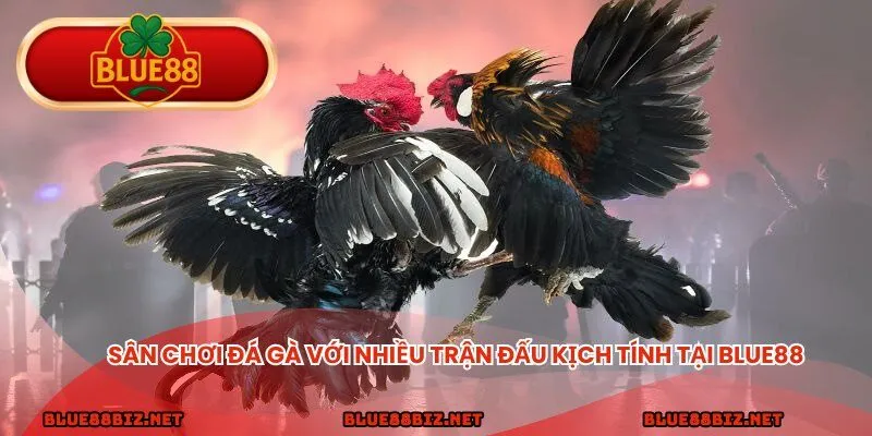 Sân chơi đá gà với nhiều trận đấu kịch tính tại BLUE88