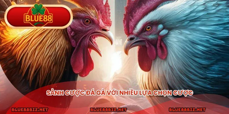 Sảnh cược đá gà BLUE88 với nhiều lựa chọn cược